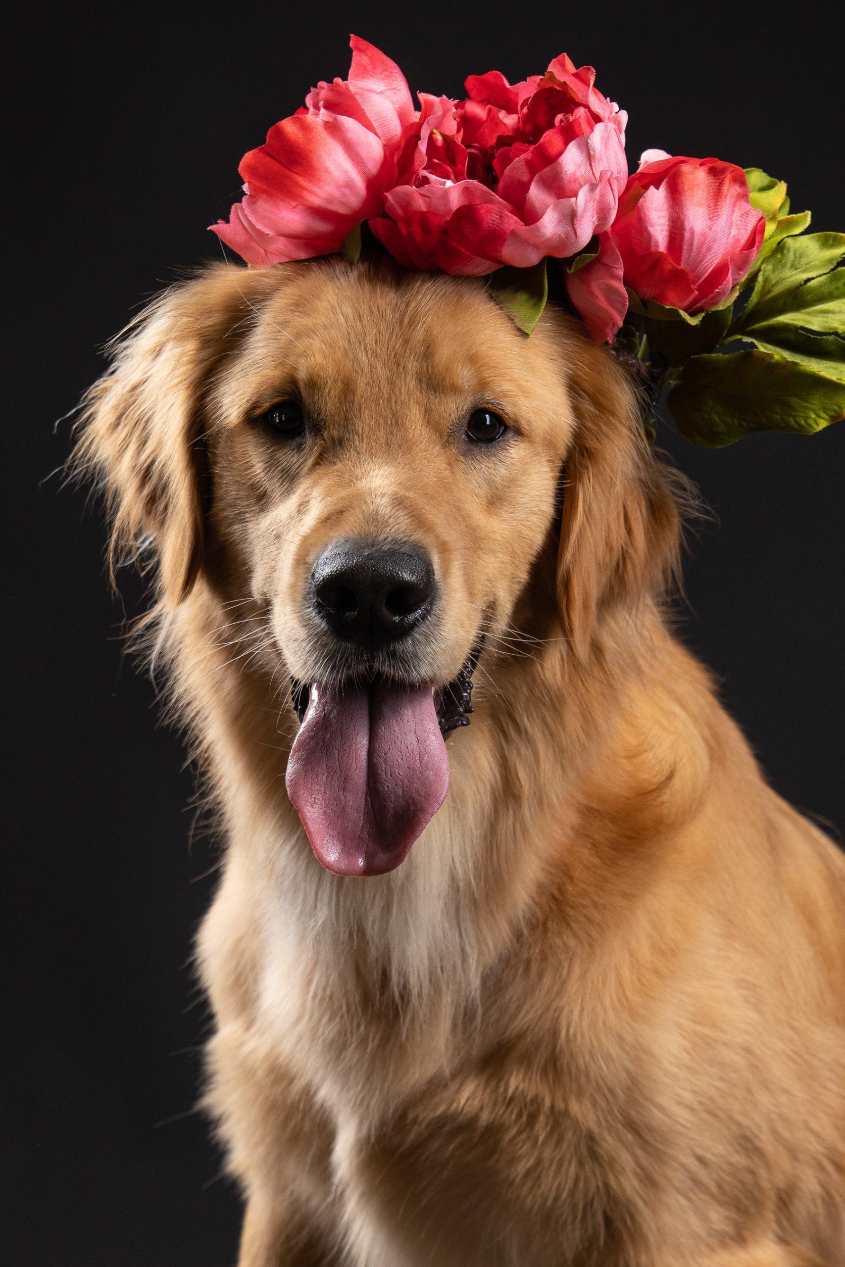 Dog with flowers portrait