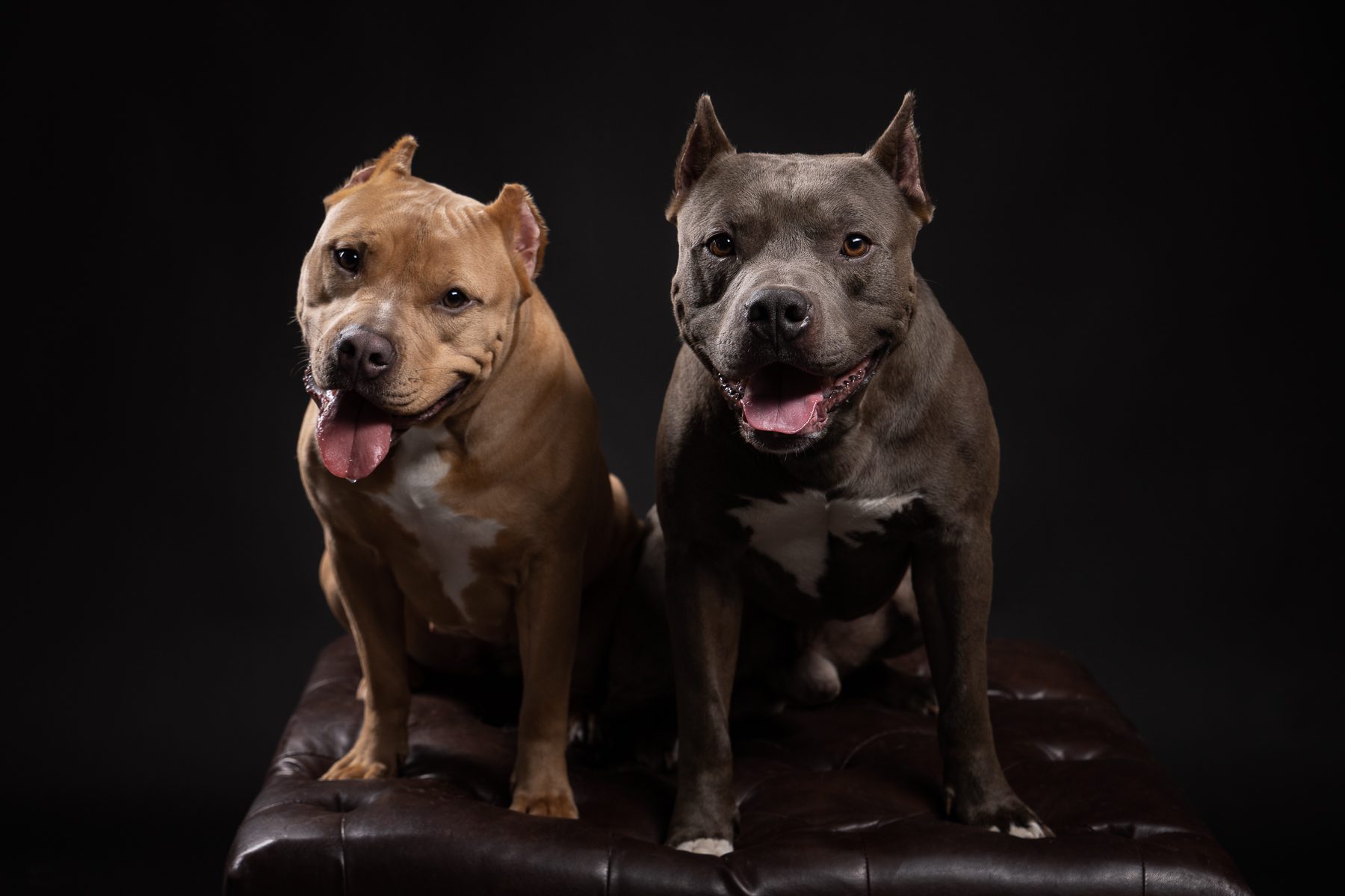 Two dogs photo