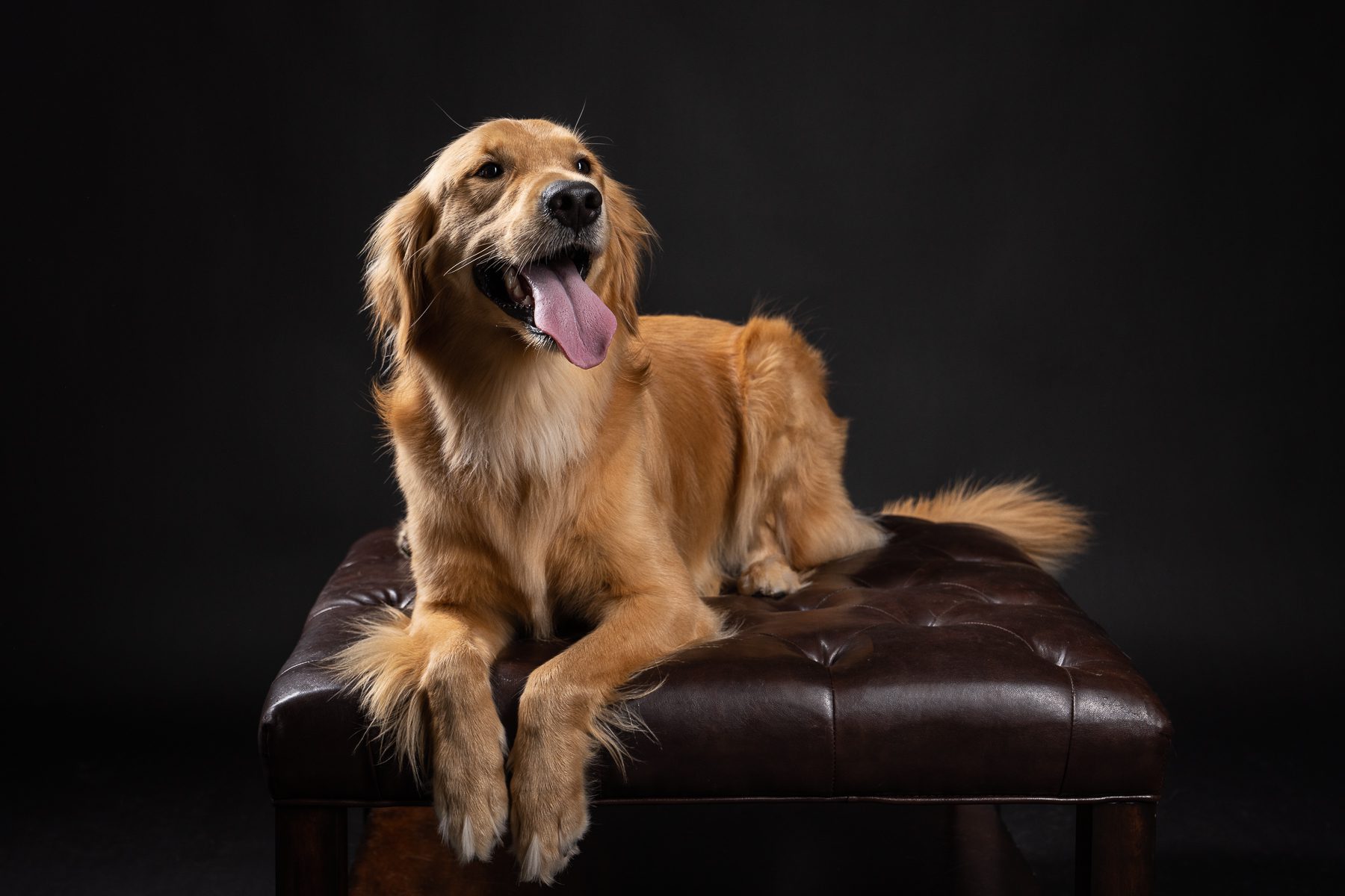 Golden dog brown sofa