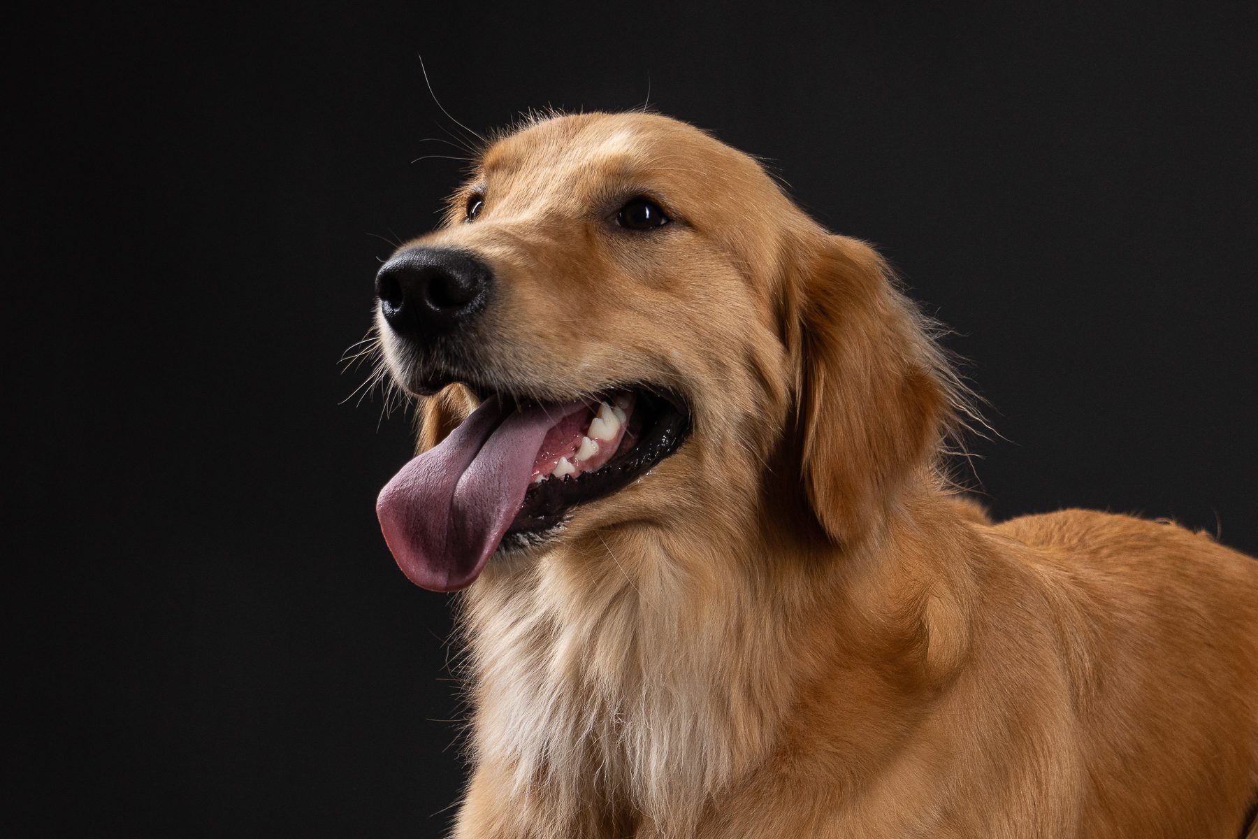 Golden dog portrait