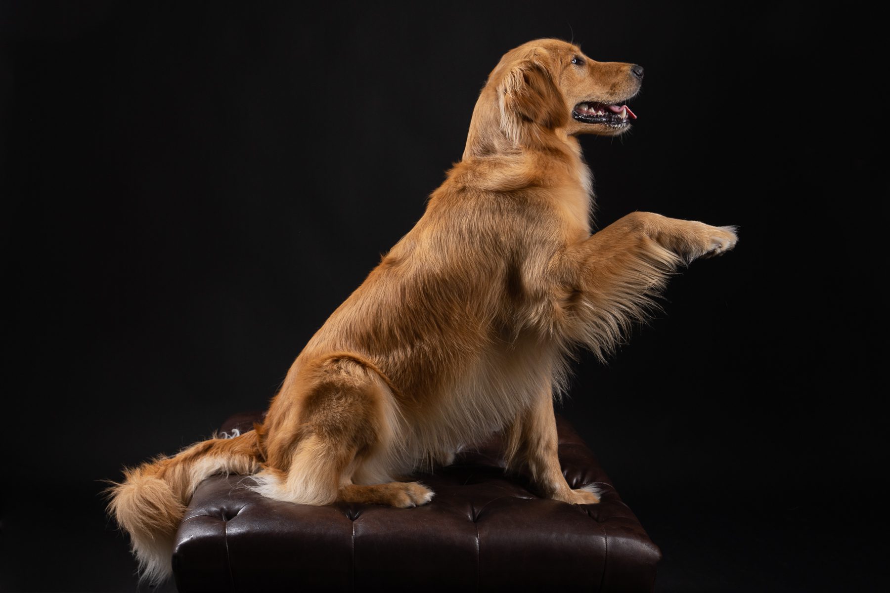 Golden dog on sofa 2